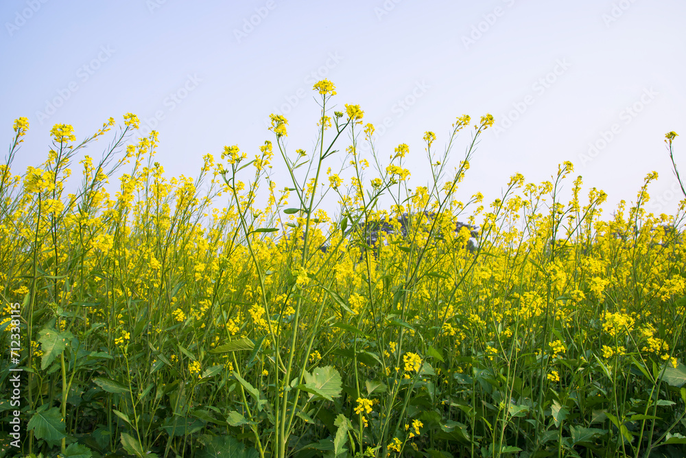 Outdoor yellow Rapeseed Flowers Field Countryside of Bangladesh Outdoor yellow Rapeseed Flowers Field Countryside of Bangladesh