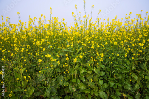 Outdoor yellow Rapeseed Flowers Field Countryside of Bangladesh