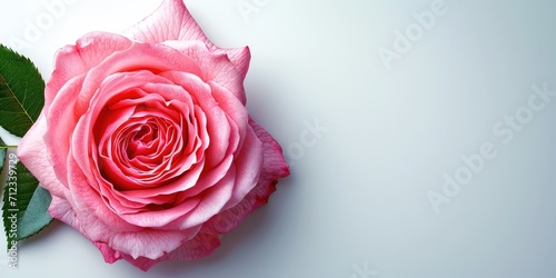Captivating Top View: Pink Rose Flower on Isolated Background - Perfect for Wedding Invitations, Valentine's Day, or Mother's Day - Abundant Empty Space for Your Message
