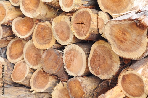 Background of cut logs close up 