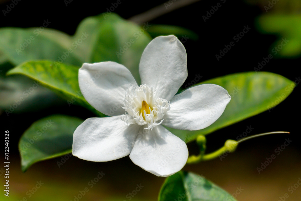 Beautiful white flower of Wrightia antidysenterica in the garden Beautiful white flower of Wrightia antidysenterica in the garden