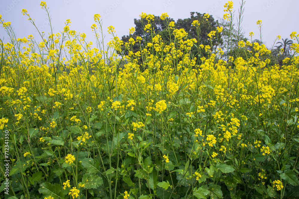 Outdoor yellow Rapeseed Flowers Field Countryside of Bangladesh Outdoor yellow Rapeseed Flowers Field Countryside of Bangladesh