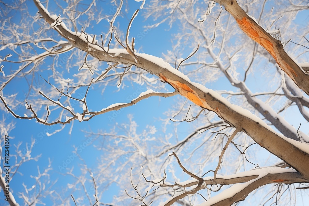 Fototapeta premium snowcovered tree branches against a clear blue sky