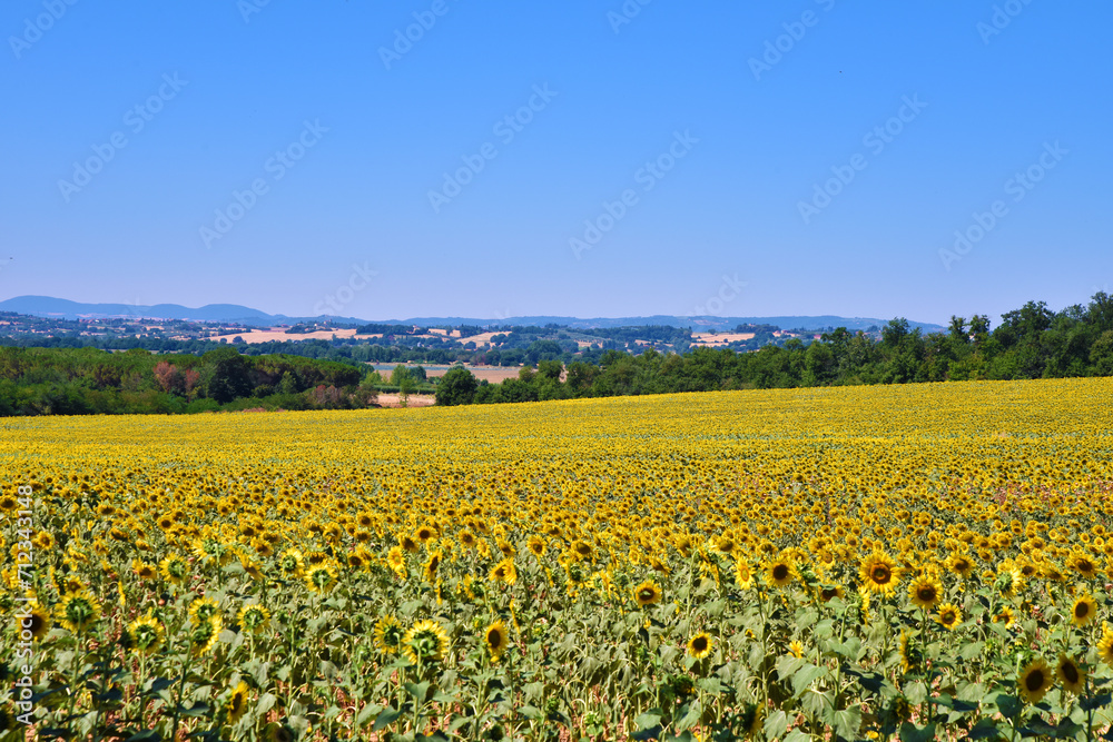 Campo di girasoli, Toscana