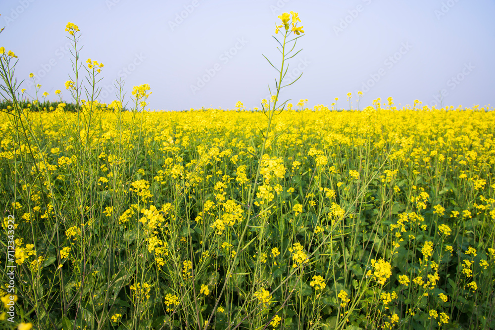 Outdoor yellow Rapeseed Flowers Field Countryside of Bangladesh Outdoor yellow Rapeseed Flowers Field Countryside of Bangladesh