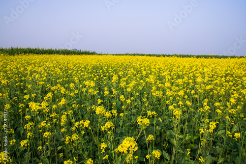 Outdoor yellow Rapeseed Flowers Field Countryside of Bangladesh © Artyponds