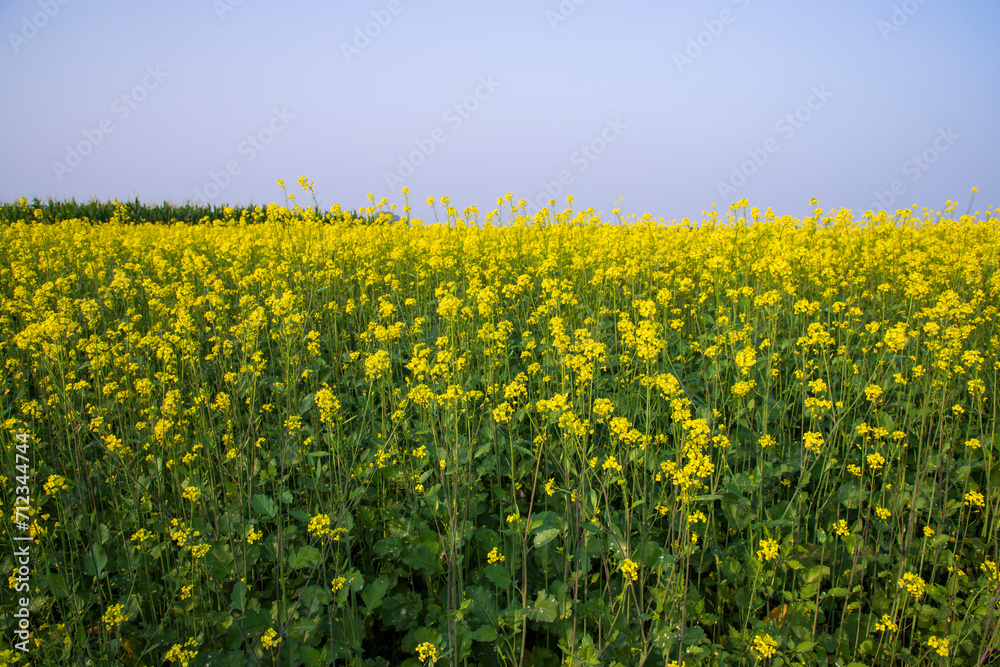 Outdoor yellow Rapeseed Flowers Field Countryside of Bangladesh Outdoor yellow Rapeseed Flowers Field Countryside of Bangladesh