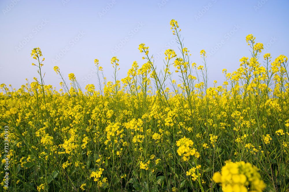 Outdoor yellow Rapeseed Flowers Field Countryside of Bangladesh Outdoor yellow Rapeseed Flowers Field Countryside of Bangladesh