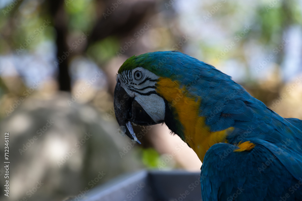 Obraz premium yellow and blue macaw