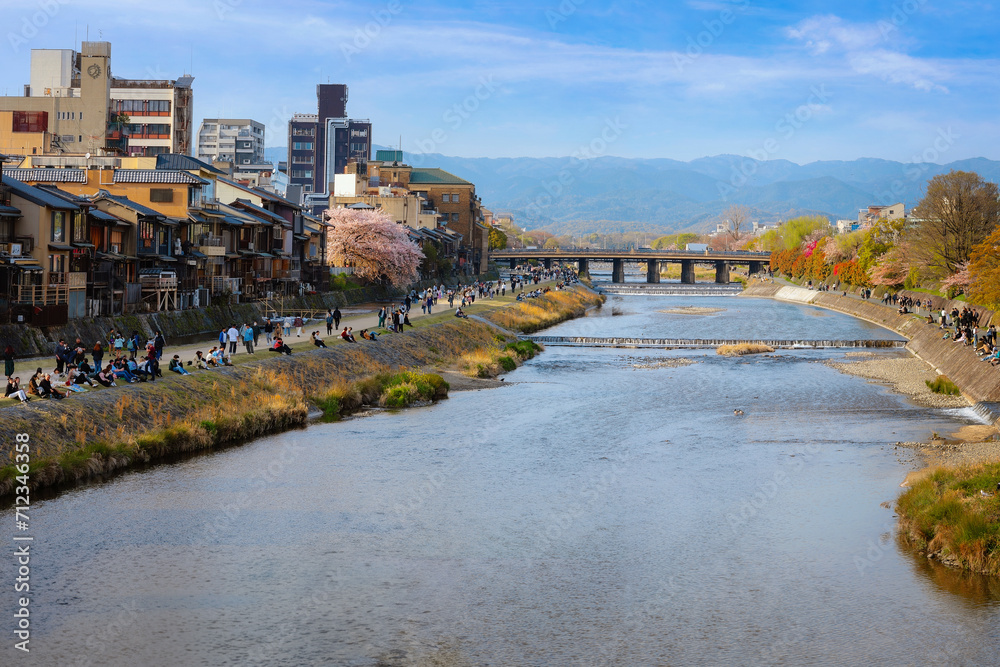 Kamogawa river in Kyoto, Japan is one of the best cherry blossom spots in Kyoto city