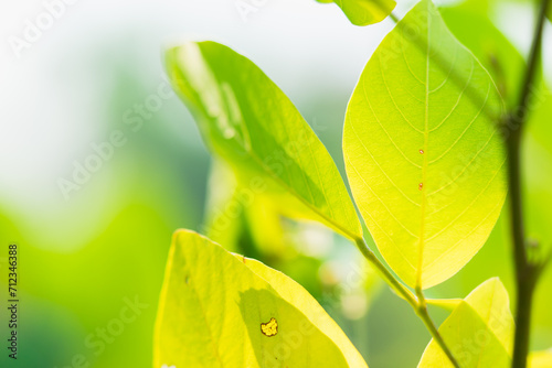 Closeup nature view of yellow leaf on sunlight with copy space using as fresh ecology background concept