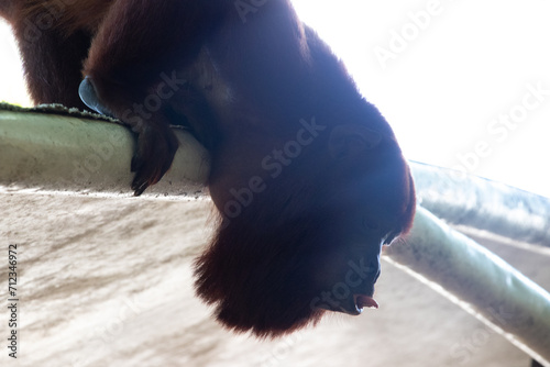 Red howler monkey photo
