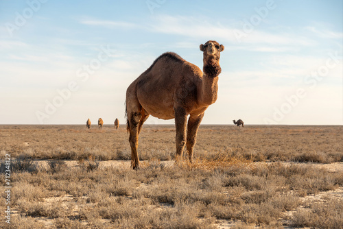 Wild camel in Karakum desert photo