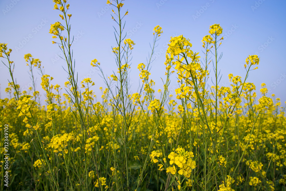 Outdoor yellow Rapeseed Flowers Field Countryside of Bangladesh Outdoor yellow Rapeseed Flowers Field Countryside of Bangladesh