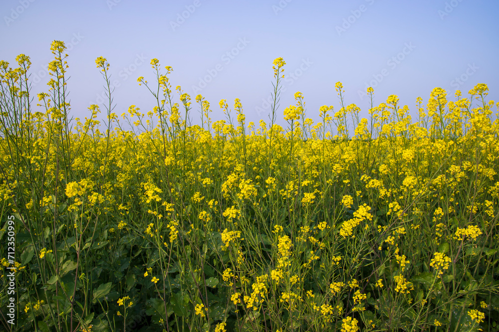 Outdoor yellow Rapeseed Flowers Field Countryside of Bangladesh Outdoor yellow Rapeseed Flowers Field Countryside of Bangladesh