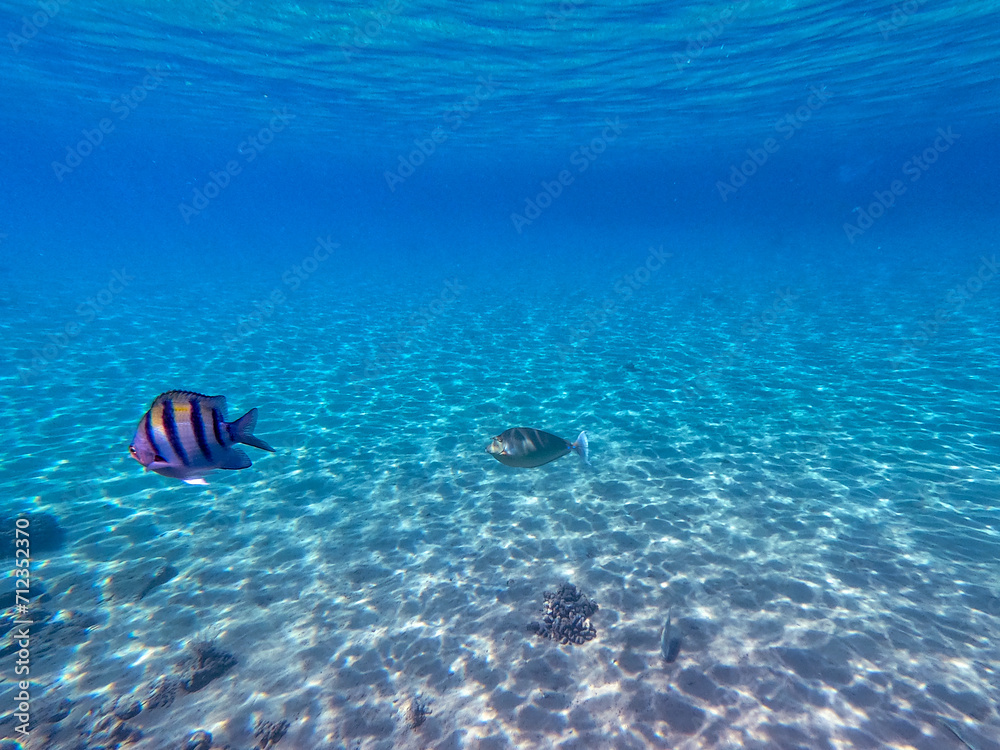 Underwater life of reef with corals and tropical fish. Coral Reef at the Red Sea, Egypt.