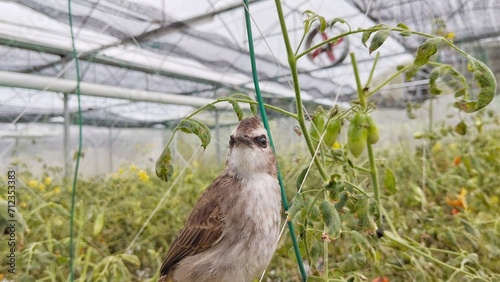 Little Bird perched in the branch