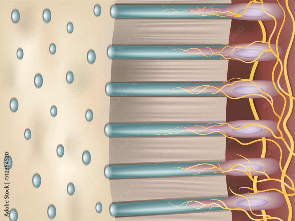 Dentin or dentine is a calcified tissue of the body. Crosssection of