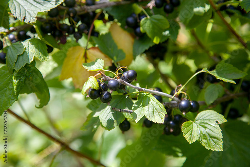 Black currant berries growing on a bush.
