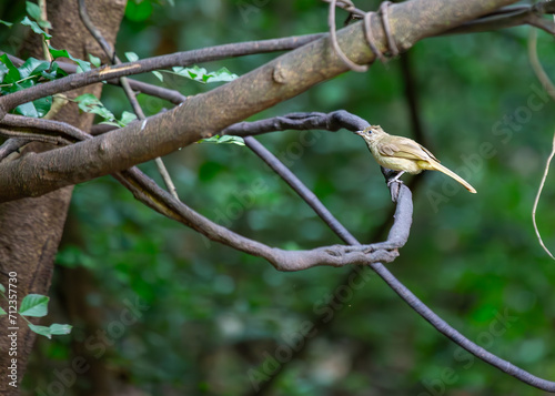 Thailand s Emerald Gaze - Green-Eyed Bulbul  Pycnonotus plumosus 