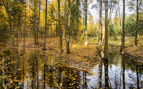 Rzeka płynąca przez las jesienią