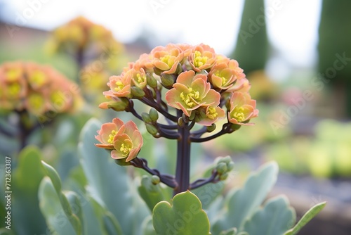 aeonium arboreum zwartkop black rose in full sunlight photo