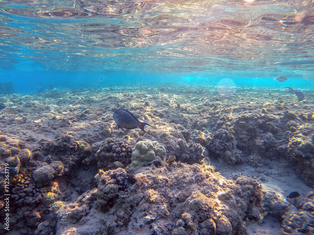 Surgeon fish or sohal tang fish (Acanthurus sohal) at the Red Sea coral reef..