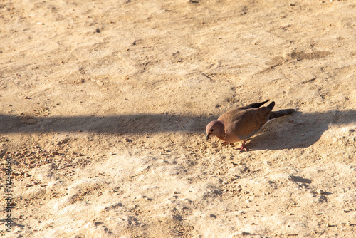 The brown dove bird lives on the Sinai Peninsula in the rocky desert.