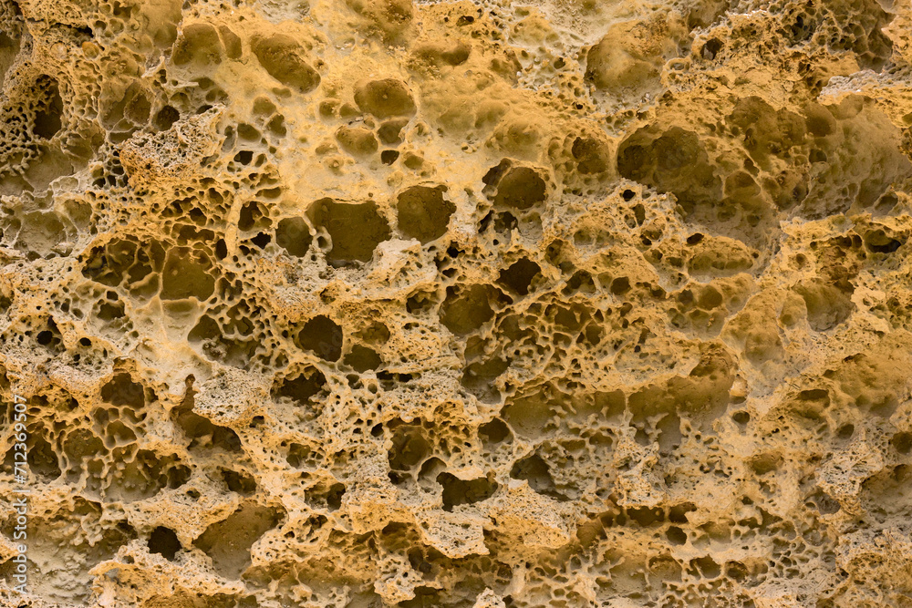 bottom of the ancient sea, shells of fossil oysters, sea urchins and sponges in the form of a natural pattern, texture, weathered limestone background bottom of the ancient sea, shells of fossil oysters, sea urchins and sponges in the form of a natural pattern, texture, weathered limestone background