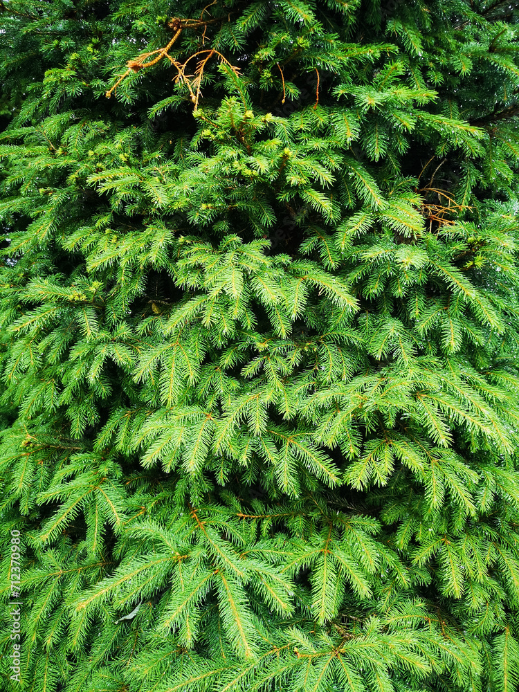 Fototapeta premium Winter beautiful green fir tree branches background. Spruce with needles. Closeup. Christmas wallpaper concept with copy space