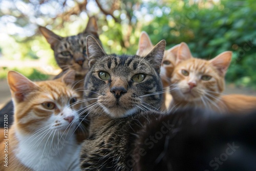 A group of cats taking a selfie on a blurred background.