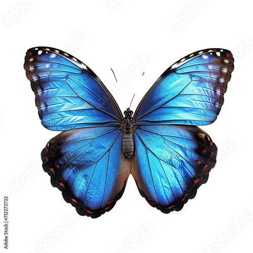Blue Morpho butterfly isolated on transparent background. photo