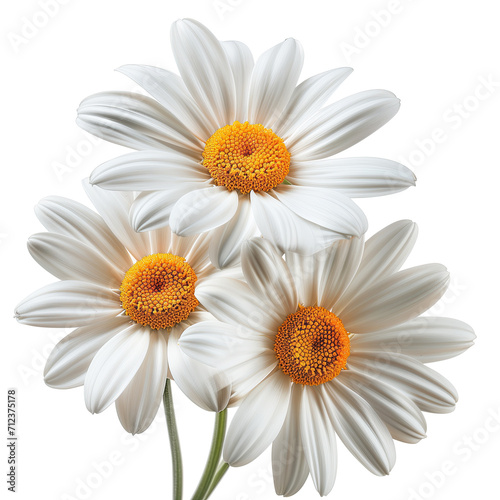 A close-up image capturing the delicate beauty of three white daisies with vibrant yellow centers  isolated against a pure white backdrop.