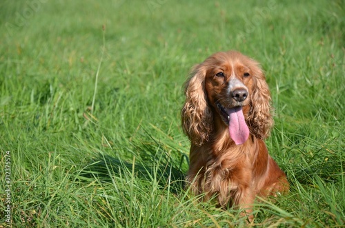 Cocker Spaniel