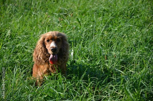 Hund beim Apportieren