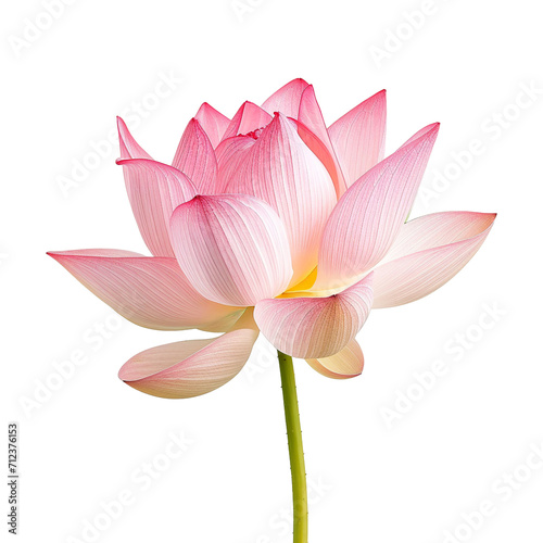 pink lotus water lily flower isolated on transparent background