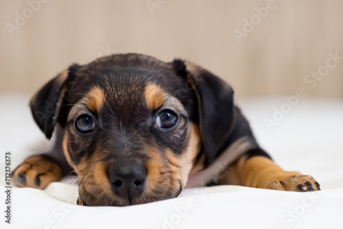 pet. a small newborn dark-colored puppy lies on a white blanket. pets concept