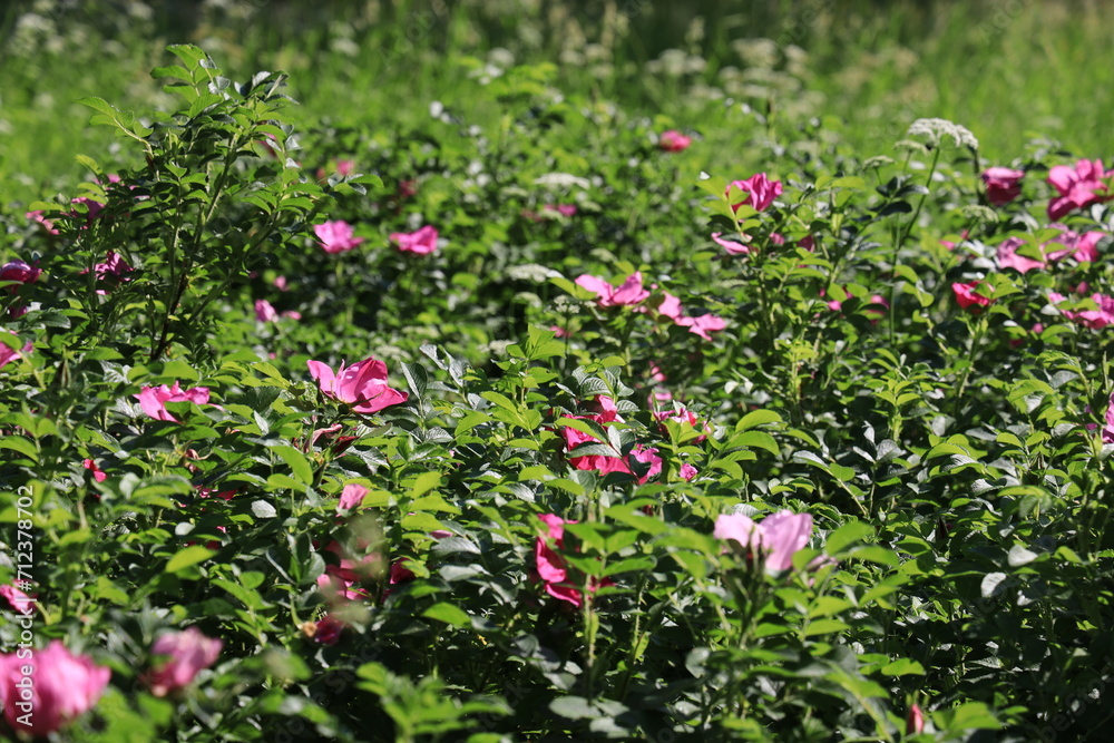 Lot of blooming red rosehip flowers illuminated by the sun Lot of blooming red rosehip flowers illuminated by the sun