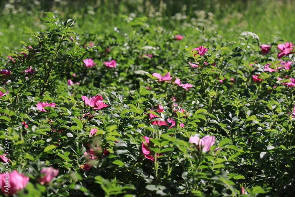 Lot of blooming red rosehip flowers illuminated by the sun