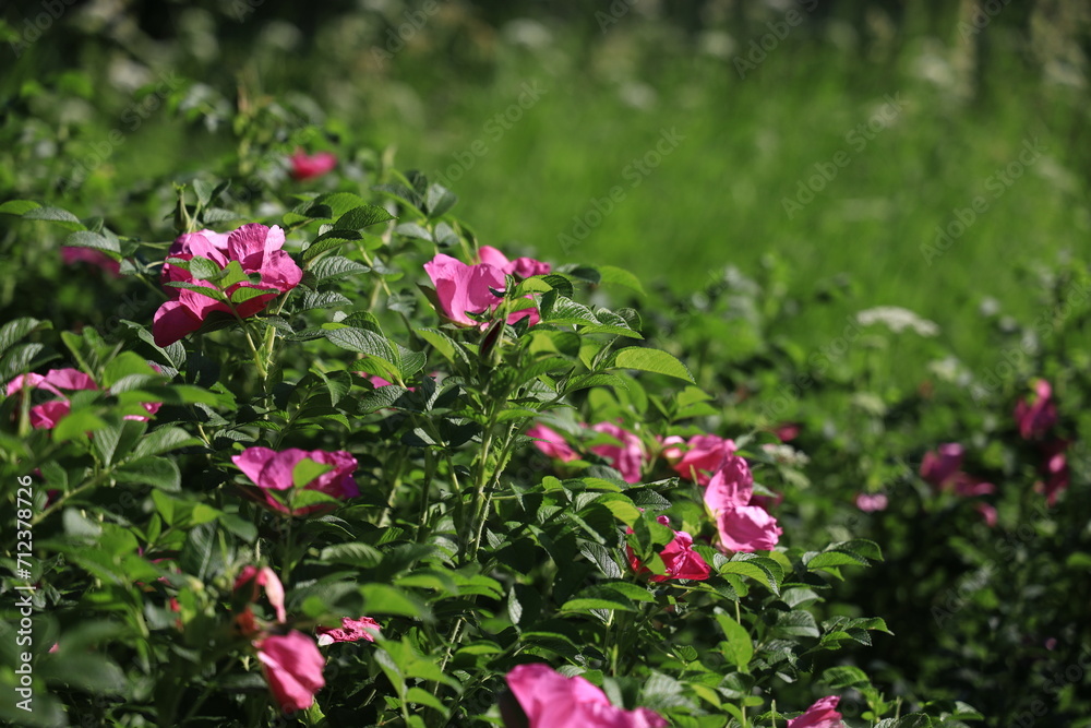 In the foreground are beautiful rosehip flowers and a blurred bokeh background on the right In the foreground are beautiful rosehip flowers and a blurred bokeh background on the right