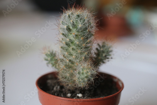 kaktus Mammillaria 