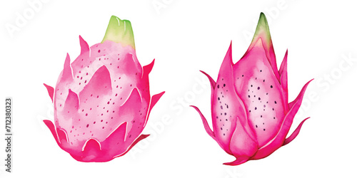 dragon fruit watercolor vector