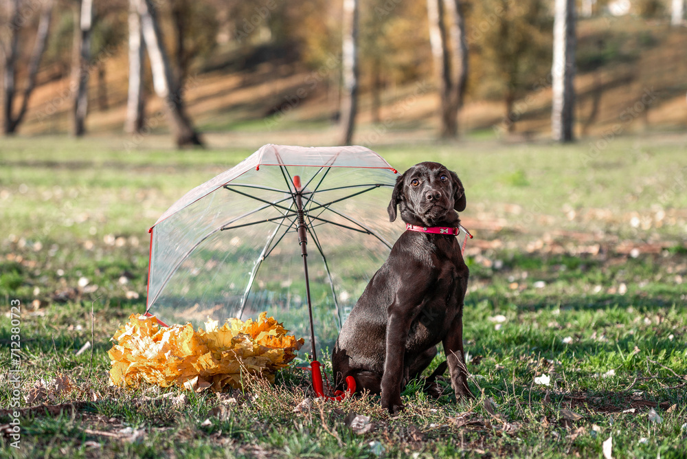 Φωτογραφία mongrel puppy next to a red transparent umbrella and a wreath of autumn yellow l