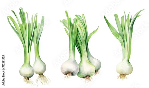 Watercolor illustration of green onions isolated on a white background.