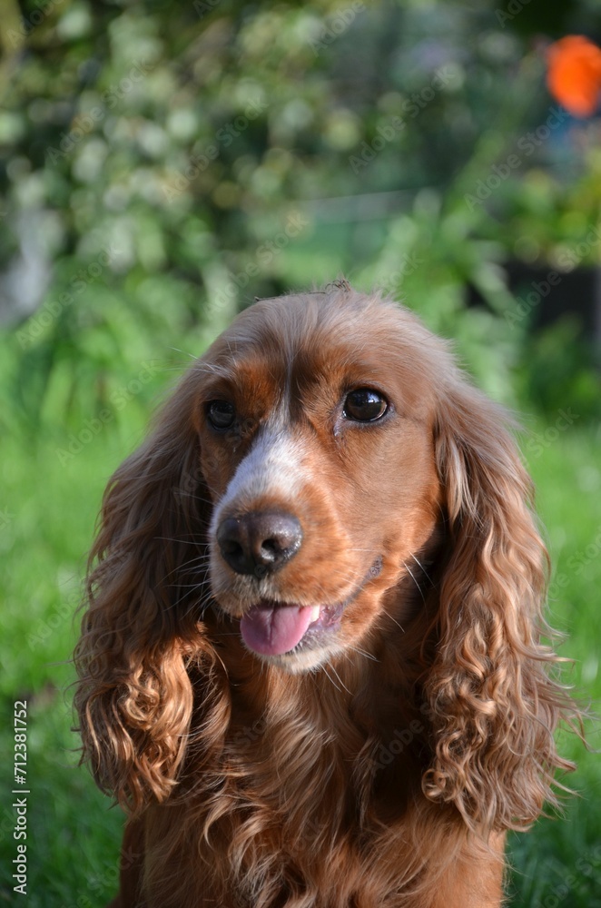Cocker Spaniel Cocker Spaniel