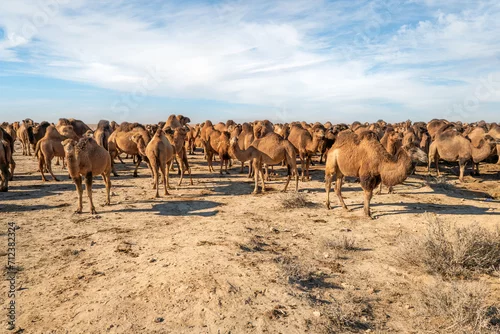 Fototapeta lots of camels to graze in nature.. Camels at Kyzylkum Desert in Uzbekistan.