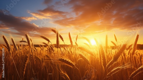 image peaceful scene of wheat field at sunrise. amidst the wheat stalks © Ilmi