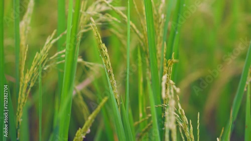 Rice for harvest growing in field