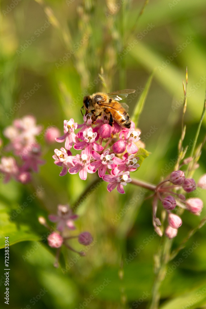 Close-up of blooming swamp milkweed with bee Close-up of blooming swamp milkweed with bee