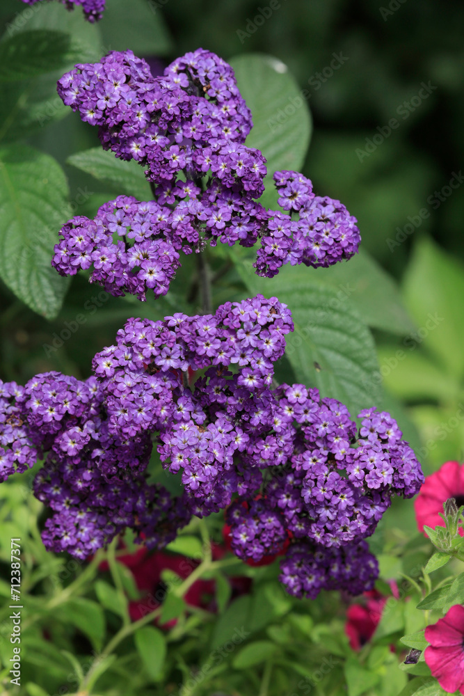 Vanilleblume (Heliotropium arborescens) auch Heliotrop oder Sonnenwende, Pflanze mit lila Blüten